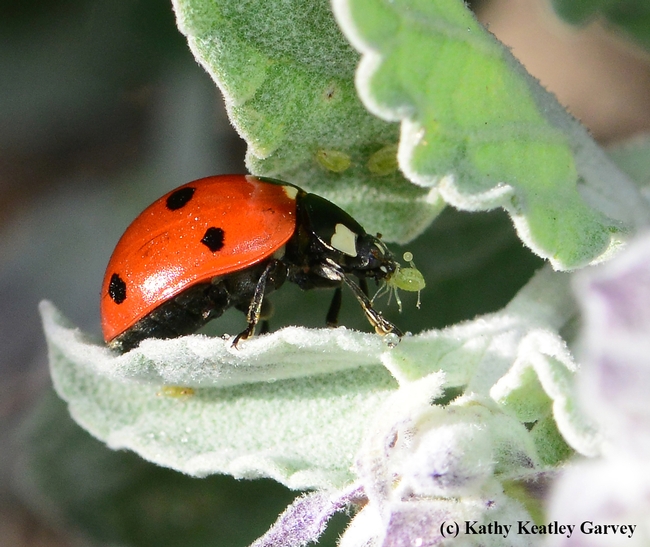Ladybugs primarily feed on aphids, but they will also feed on floral resources during times of prey scarcity.