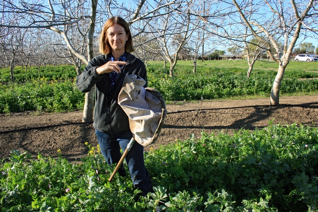 UCCE advisor Rachael Long holding a lacewing, a beneficial insect that feeds on aphids. She is standing in a cover crop in a walnut orchard. (Photo: California Farm Bureau)