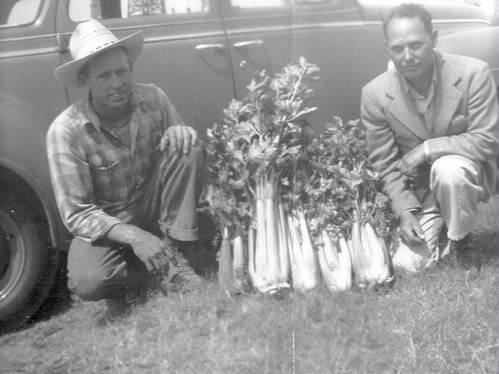 Bill Mertz (left) and Carl Tasche pose with their celery in LA County's Lomita, the former 