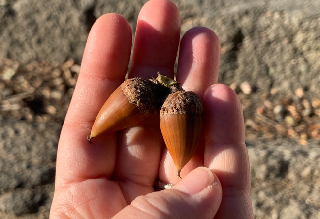 acorns picked