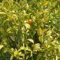 Yellowing leaves of citrus tree in container - photo courtesy Judy Quan 2024