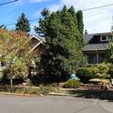 Healthy trees on a residential street, © UCANR Green Blog 2021