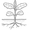 broadleaf weed leaf image