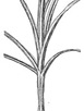 Image of Sedges leaves are narrow, arranged in sets of three