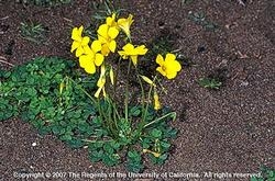 Image of yellow blooming oxalis