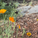 Bees on California poppy, by Georgianne Messina