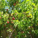 Nectarine Fruit ripening - photo by Jim Farr