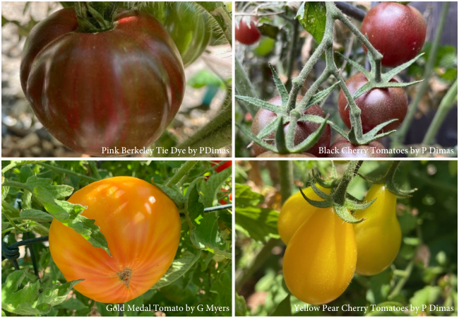 Choosing Tomato Varieties Best for Your Garden - Blog from the Master ...