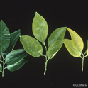 Abnormally dark green grapefruit foliage from excess nitrogen (left), compared, with uniformly pale citrus leaves due to nitrogen deficiency UC IPM by Robert G. Platt