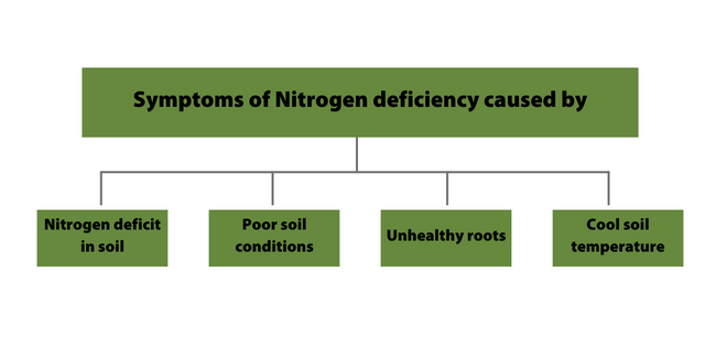 Causes of nitrogen deficiency