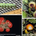 Collage 4 - Hornworm, Blossom End Rot, Catfacing, Sunscald