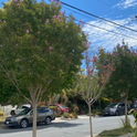 Crepe Myrtle trees © Judy Quan