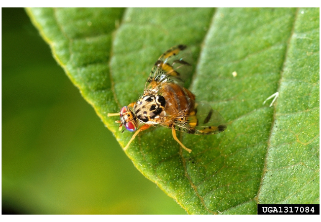 Mediterranean fruit fly on a leaf.