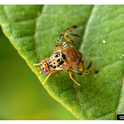 Mediterranean fruit fly causes quarantine in Alameda County, September, 2024 (Photo by 1317084 Mediterranean fruit fly, USDA ARS Photo Unit, USDA Agricultural Research Service, Bugwood.org)