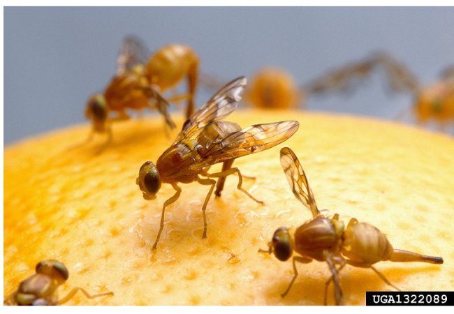 Mexican fruit flies laying eggs on grapefruit