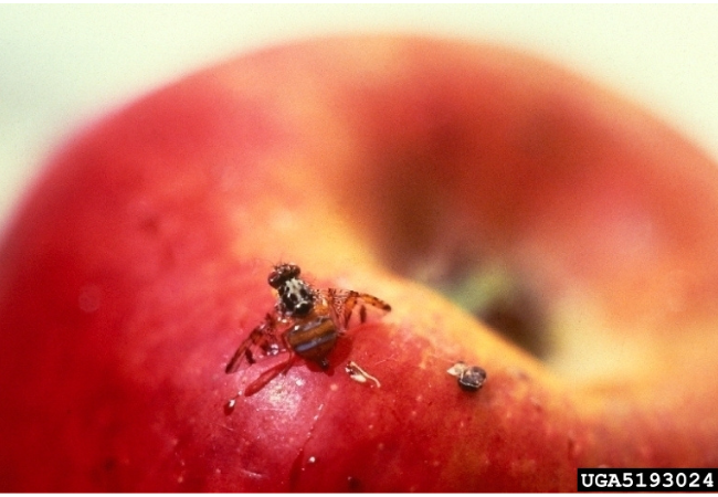 Mediterranean fruit fly on an apple.