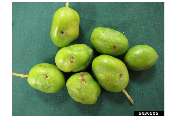 Green olives damaged by the olive fruit fly