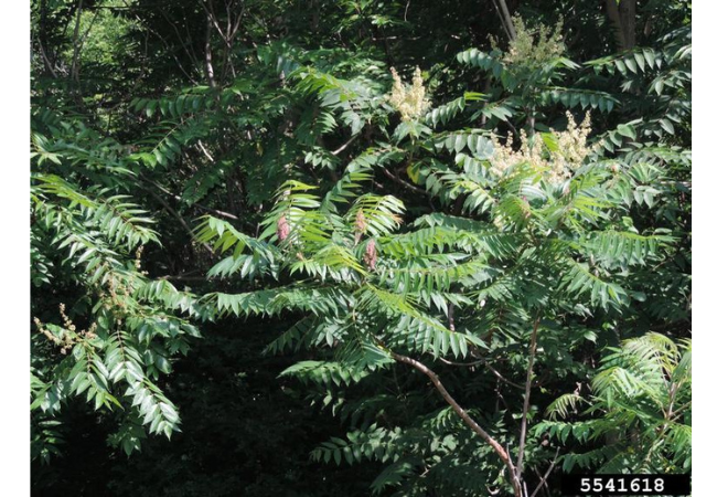 Tree-of-heaven, an invasive tree that was once a popular ornamental tree commonly found in nurseries