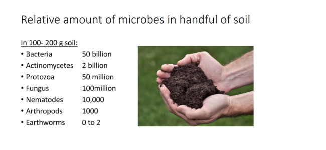 microbe amounts 650 x 300