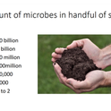 Soil can be rich in microbes by Amanda Hodson, Soil Food Webs, https   mgeldorado.ucanr.edu files 250718.pdf