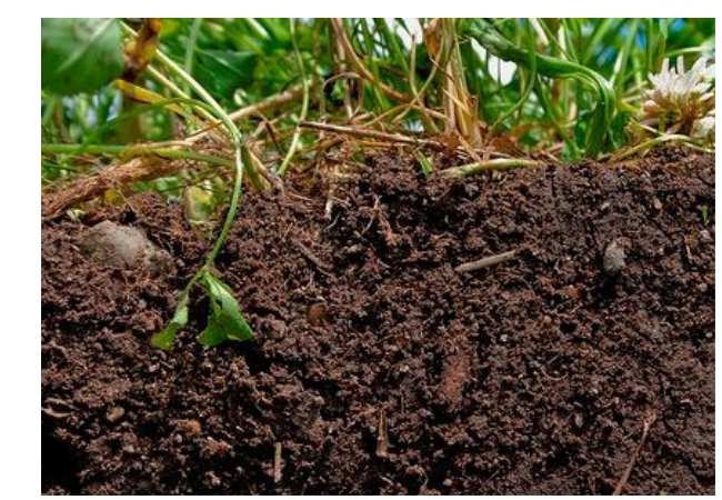 Cross-section of soil contains billions of beneficial microbes - Photo courtesy of the Natural Resources Conservation Service