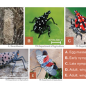 Spotted Lanternfly Collage: Eggs, Young and Adults, by UC IPM