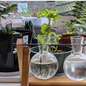 Fig 1: Rooting of a basil cutting in water, photo by Jim Farr