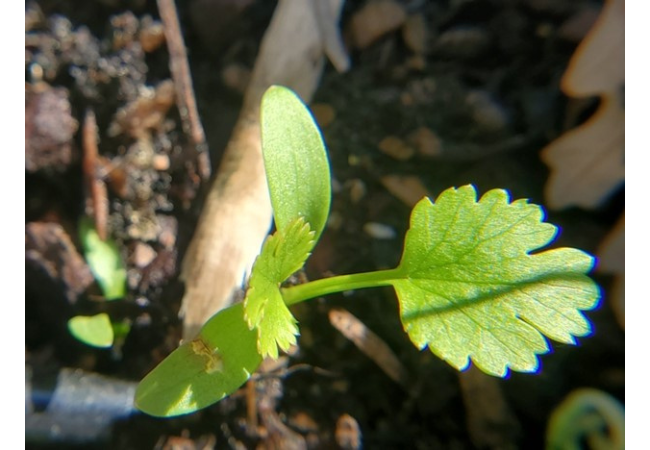 Cilantro showing 2 cotyledons (smooth edges) and 2 true leaves (jagged edges)