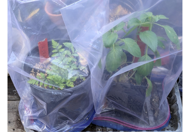 potted cuttings from a fern and purple sage