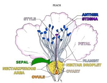 Parts of a flower showing ovule