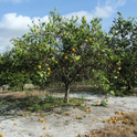 #1 This tree in Florida shows symptoms of huanglongbing (HLB) disease, including a thinning canopy and fruits that fall easily. HLB has devastated the citrus industry in Florida, and poses a threat to California growers. Photo: UC Regents  https://ucanr.edu/sites/UCANR/index.cfm/Richard%20Minnich?blogtag=HLB&blogasset=96361