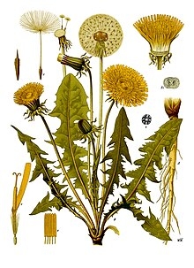 https://commons.m.wikimedia.org/wiki/File:Taraxacum_officinale_-_K%C3%B6hler%E2%80%93s_Medizinal-Pflanzen-135.jpg#mw-jump-to-license