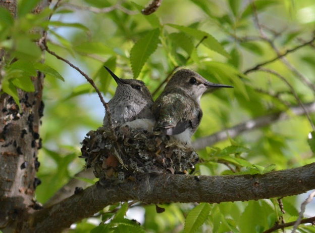 Hummingbirds - The Savvy Sage - ANR Blogs