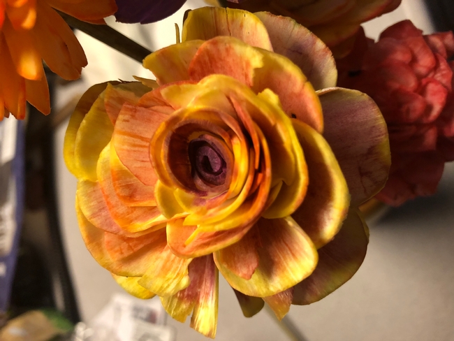 Close-up of yellow and pink/purple rose during painting