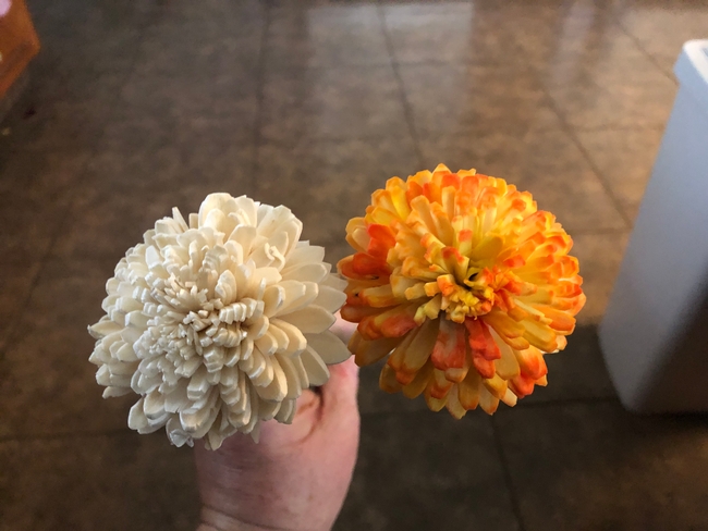 2 flowers side by side- on left a cream sola mum and right a yellow and red painted and reshaped mum