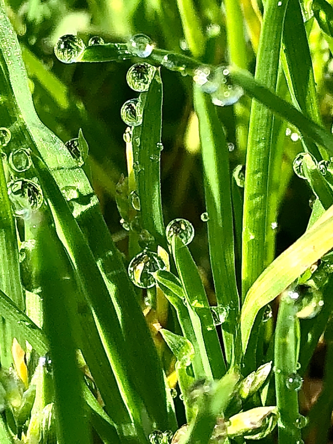 Various sizes of spheres of water attached to blades of green grass.