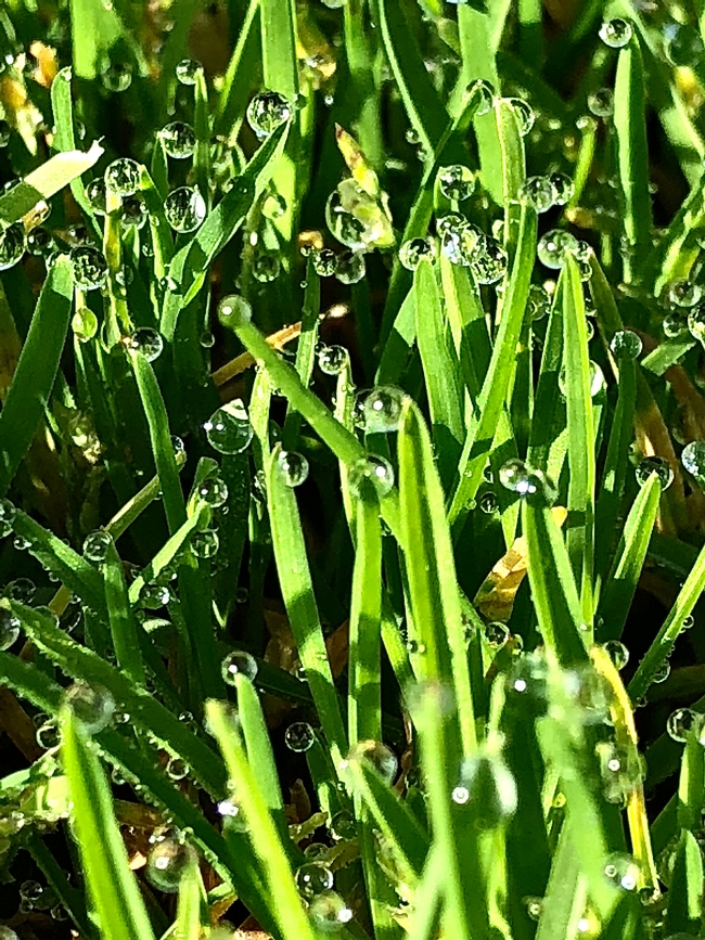 Various sizes of spheres of water attached to blades of green grass.