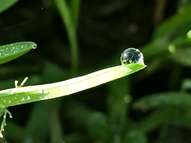 Single water drop resting near the tip of a horizonal blade of grass