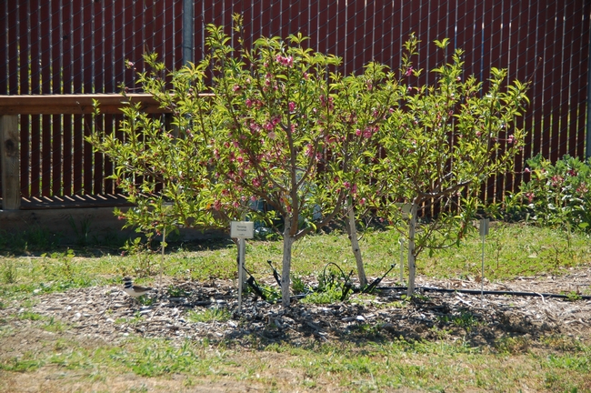 Two year old nectarine and peach fruit bushes at Woodland Community College. photo by Steve Radosevich
