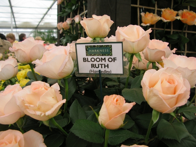 Bloom of Ruth