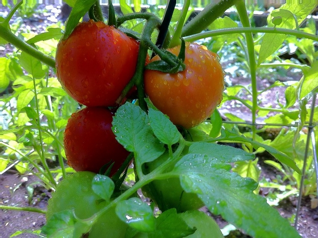 Tomato, early girl by jenn2d2 is licensed under CC BY-NC-SA 2.0.