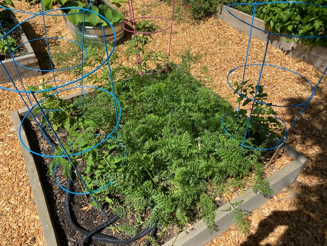 Winter carrots with tomatoes planted at corners.