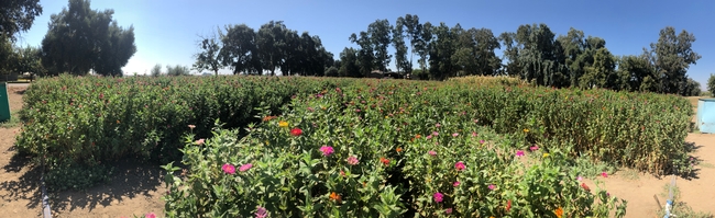 Photo of zinnia field, with rows flowering plants separated by bare dirt rows