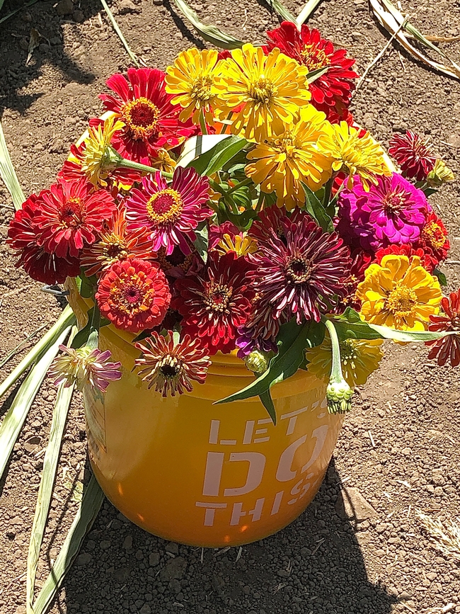 Orange bucket filled with red, yellow, and pink zinnia flowers