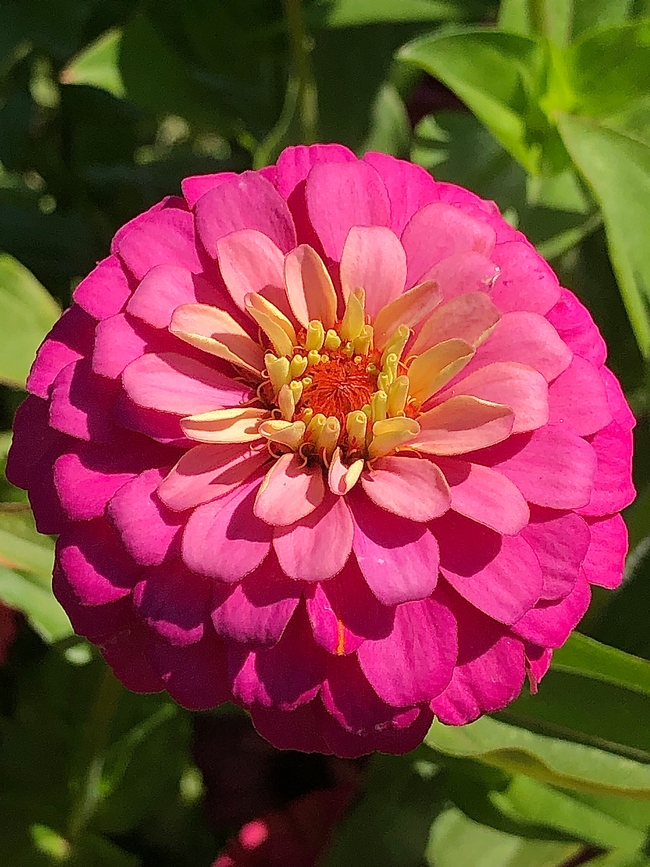 Close-up pink zinnia flower