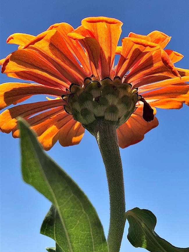 CLose-up of orange zinnia flower underside, looking up towards the sky