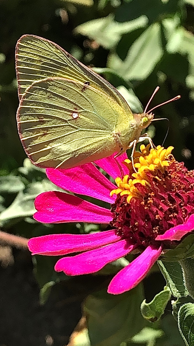 Close-up of light green butterfly feeding on pink zinnia