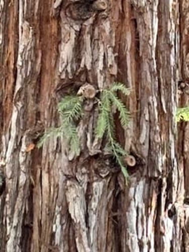 Redwood. photo by Sandra Mohsan