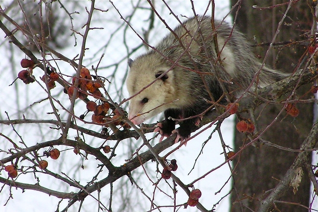 a possum in a crabapple tree by normanack is licensed under CC BY 2.0.