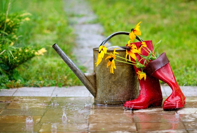 watering can with red boots that hold some black eyed Susans in the rain